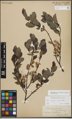 Foto von Salix myrsinifolia Salisb. x Salix phylicifolia L.